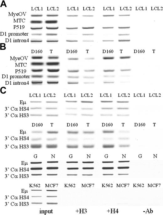 Figure 5. Analysis of histone H3, H4 acetylation using ChIP assays. (A) Hematopoietic cell lines: MCL Granta (G) and NCEB-1 (N), MM U266 (U), all cyclin D1+, and control K562 (K), Manca (M) cell lines. β-Globin 5′ HS2 and glyceraldehyde phosphate dehydrogenase (GAPDH) served as controls. (B) MCL cell line Granta (G) with t(11;14) translocation breakpoint at the P519 region was studied. P519_bkp included a 5′ primer on the translocation breakpoint and a 3′ primer on chromosome 11 so that the PCR detects H3 and H4 acetylation at the P519 region in a translocated chromosome-specific manner. P519_bkp region showed histone H3 and H4 acetylation in Granta cells. Manca (M) was used as negative control. (C) Nonhematopoietic cell lines: H82 (SCLC cell line, cyclin D1 nonexpressing) and MCF7 (breast cancer cell line, cyclin D1 overexpressing). Differential H3 and H4 acetylation was found in the cyclin D1 promoter region, which extended 3 kb upstream and correlated with cyclin D1 gene expression status. All the other regions were acetylated in all hematopoietic cell lines, whereas upstream regions in nonhematopoietic cell lines were hypoacetylated.