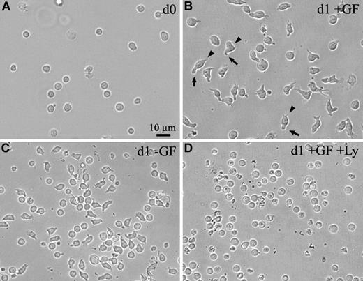 Figure 1. The human CD34+ cells acquire a morphologic polarity upon in vitro cultivation. (A-C) Light micrographs of human CD34+ cells freshly isolated from the umbilical cord blood (A) or cultured for 1 day (d1) in serum-free medium in the presence (B) or absence (C) of early acting cytokines as growth factors (GF). (D) The human CD34+ cells were cultured in serum-free medium in the presence of early acting cytokines and PI3K inhibitor Ly294002 (Ly). All panels are shown at the same magnification. Note, CD34+ cells that were cultured for 1 day in the presence of early acting cytokines (B) increase in size and acquire a polarized cell shape forming a leading edge at the front (arrowheads) and a uropod at the rear pole (arrows). Even in the absence of early acting cytokines, CD34+ cells can acquire a polarized cell shape, although they do not increase in size (C). The cell polarization and the growth process are inhibited by the PI3K inhibitor (D).