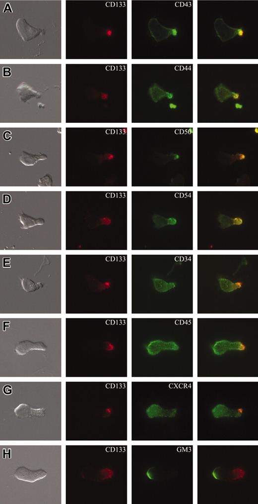 Figure 3. Cell surface distribution of plasma membrane markers in polarized CD34+ cells. (A-H) CD34+ cells isolated from umbilical cord blood and cultured for 2 days in serum-containing medium supplemented with early acting cytokines were subjected to double labeling using AC133 antibody (anti-CD133) and an antibody directed against another cell surface antigen, as indicated, and analyzed by double immunofluorescence. The CD133 immunofluorescence (red) is shown in the second column, the immunofluorescence of various cell surface antigens (green) in the third column, and the corresponding differential interference contrast image as well as the merge are shown in the first and the fourth column, respectively. Note that the chemokine receptor CXCR4 (G) and the ganglioside GM3 (H) are concentrated in the leading edge of the front pole, whereas CD43 (A), CD44 (B), ICAM3/CD50 (C), and ICAM1/CD54 (D) are enriched in the uropod of the polarized cells and colocalized with CD133. All panels are shown at the same magnification.