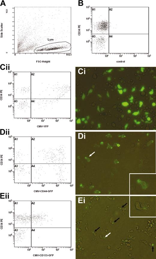 Figure 4. Subcellular localization of CD44-GFP and CD133-GFP fusion proteins in transfected CD34+ cells. Using the new Amaxa nucleofection technology, human CD34+ cells enriched from umbilical cord blood were transfected with the expression plasmid encoding either for YFP (Ci), CD44-GFP (Di-ii) or CD133-GFP (Ei-ii) under the control of the cytomegalovirus promoter. Transfected cells and, as negative control, untransfected cells (B) were cultivated for 1 day in serum-containing medium supplemented with early acting cytokines and were analyzed by flow cytometry (A-B,Cii,Dii,Eii) and fluorescence microscopy (Ci,Di,Ei). (A-B,Cii,Dii,Eii) A representative experiment (n = 5) of the CB-derived cells untransfected (B) or transfected with different expression plasmids (Cii,Dii,Eii) was stained with a PE-conjugated anti-CD34 antibody and analyzed by flow cytometry. The cells analyzed in panels B, Cii, Dii, and Eii were gated according to the morphology depicted on a forward scatter/side scatter plot (A). Note, cells shown in panel Cii are extremely positive for YFP; most of them stick to the right border of the plot. (Ci,Di,Ei). Differential interference contrast image shows fluorescence overlay of YFP (Ci), CD44-GFP (Di), or CD133-GFP (Ei) in living transfected CD34+-enriched cells. The YFP is strongly expressed throughout the cytoplasm of the cells, whereas CD44-GFP and CD133-GFP are concentrated in the uropod of the migrating cells (arrows in Di and Ei). The white arrows indicate the cells shown in the insets (high magnification).