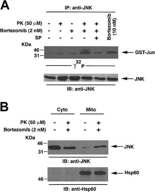 Figure 6. PK and bortezomib treatment triggers activation of c-Jun NH3-terminal kinase (JNK) and translocation of JNK from cytosol to mitochondria in MM.1S MM cells. (A) Cells were treated with PK (50 μM), bortezomib (2 nM), PK + bortezomib, PK + bortezomib + JNK inhibitor SP600125 (SP), or bortezomib (10 nM) alone for 24 hours. Protein lysates were immunoprecipitated with anti-JNK Ab. Immune complex kinase assays were performed by addition of 5 μg GST-Jun (2-100), (γ32P) adenosine triphosphate (ATP), and incubation for 15 minutes at 30° C. The phosphorylated proteins were resolved by 10% SDS-PAGE and analyzed by autoradiography (top panel). Anti-JNK immunoprecipitates were also immunoblotted with anti-JNK Ab (bottom panel). Blots are representative of 3 independent experiments with similar results. (B) MM.1S cells were treated with indicated concentrations of PK + bortezomib for 24 hours. Cytosolic (Cyto) and mitochondrial (Mito) fractions were isolated and subjected to immunoblotting with anti-JNK (upper panel) or anti-Hsp60 (lower panel) Abs. Blots are representative of 2 independent experiments with similar results.