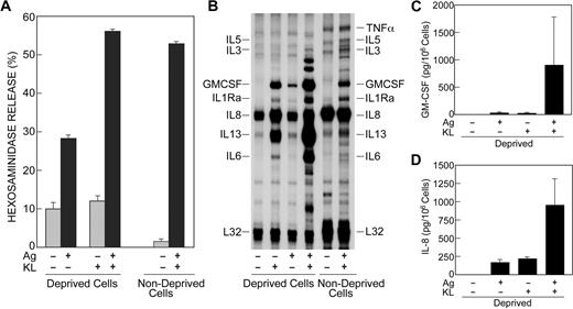Figure 1. KL and antigen act in synergy to promote degranulation and transcription of cytokine genes. (A,B) Human mast cells were incubated overnight in the presence of antigen-specific IgE in the absence (deprived cells) or presence (nondeprived cells) of KL and IL-6. Cells were left unstimulated or stimulated with 100 ng/mL KL or antigen (Ag), individually or in combination. Release of the granule marker, β-hexosaminidase, was measured 15 minutes after addition of stimulants (A). Values are expressed as percent of intracellular β-hexosaminidase that was released into the medium and are the mean ± SEM from 6 separate experiments. For measurement of the cytokine mRNAs by an RNase protection assay, stimulation was stopped 2 hours after addition of KL or antigen (B). The blots shown are from 1 of 3 experiments. The expected positions of the cytokine mRNA probes are as indicated. (C,D) Cells were incubated overnight in the presence of IgE, KL, and IL-6 and then for 3 hours in the absence of growth factors. Cells were subsequently stimulated or not with antigen and KL for 16 hours for measurement of GM-CSF and IL-8 in the culture medium by ELISA. Values are mean ± SEM from 3 experiments and have been corrected for values in the absence of stimulants (ie, GM-CSF, 45 pg/106 cells; and IL-8, 380 pg/106 cells).