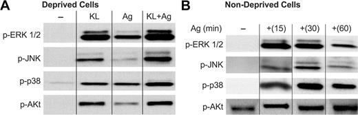 Figure 4. Both antigen and KL stimulate activating phosphorylations of the MAP kinases and Akt. Human mast cells were incubated overnight in the presence of antigen-specific IgE either in the absence (Deprived Cells, A) or presence (Nondeprived Cells, B) of KL and IL-6. Cells were left unstimulated or stimulated with 100 ng/mL KL, antigen (Ag), or both for 15 minutes in panel A or with antigen for the times indicated in panel B. Proteins were immunoblotted with antibodies that detect the activated phosphorylated forms of the MAP kinases and Akt (designated with the prefix “p-”). Similar results were obtained in 2 other experiments.