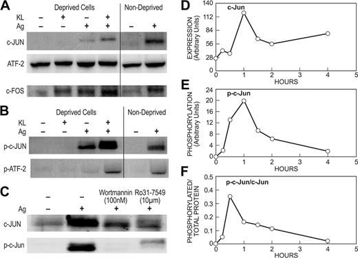 Figure 6. KL and antigen interact synergistically in the expression and phosphorylation of AP-1–related transcription factors. Deprived and nondeprived mast cell cultures were incubated overnight with antigen-specific IgE as described for previous figures. For panels A and B, deprived and nondeprived cultures were stimulated for 1 hour with 100 ng/mL KL, antigen (Ag), or both stimulants as indicated. For panel C, 100 nM wortmannin or 10 μM Ro31-7549 was added to nondeprived cells 10 minutes before addition of antigen and the reaction was terminated 1 hour later. Immunoblots were probed with antibodies against c-Jun, ATF-2, or c-Fos proteins or the activated phosphorylated forms of these proteins (designated with the prefix “p-”). For panels D-F, nondeprived cultures were stimulated with 100 ng/mL antigen for the time periods indicated. The increase in amount of c-Jun (D) and levels phosphorylated c-Jun (E) as determined by densitometric scans are shown for a typical experiment. For panel F, the data were calculated in terms of specific activity (ie, phosphorylated c-Jun/total c-Jun). All data are representative of results from at least 3 sets of experiments.