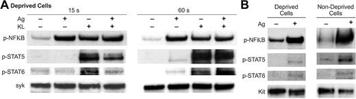 Figure 7. Phosphorylation of NFκB, STAT5, and STAT6 in response to KL and antigen. Cultures were incubated overnight in the absence (Deprived Cells) or presence (Nondeprived Cells) of IL-6 and KL and presence of antigen-specific IgE. Deprived cells were stimulated for 15 or 60 seconds with 100 ng/mL KL, antigen (Ag), or both stimulants as indicated (A). Nondeprived cells were stimulated with antigen for 60 seconds (B). Immunoblots were probed with antibodies against the activated phosphorylated forms of NFκB, STAT5, and STAT6 (designated with the prefix “p-”). Blots were also probed for the tyrosine kinase Syk or Kit to verify uniformity of loading. The blots are representative of 3 experiments.