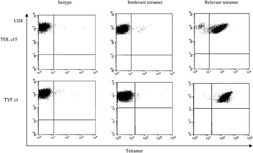 Figure 5. Tetramer analysis of adenovirus-specific CD8+ T-cell clones, clone 11 and clone 16. TDL-specific CD8+ T-cell clone 15 and TYF-specific T-cell clone 1 from donor 1 were screened for the percentage of tetramer-positive T cells.
