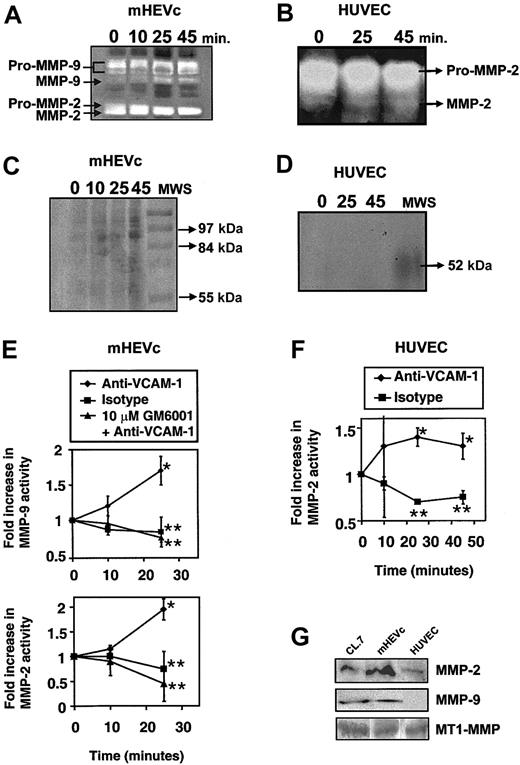 Figure 2. VCAM-1 activates endothelial cell–associated MMPs. (A,C,E) mHEVc cells and (B,D,F) HUVECs were incubated with isotype antibody-coated beads or anti–VCAM-1 antibody-coated beads. mHEVc cells were also incubated in the presence or absence of 10 μM GM6001. At the indicated time points, the cells were washed. Equal cell numbers were lysed, nuclei were removed by centrifugation, and supernatants were examined by zymography. (A-B) Representative zymograms of VCAM-1 activation of endothelial cell–associated MMPs. Arrows label the latent forms (pro-MMP) and smaller active forms of the MMPs. The activity of MMP-9 and MMP-2 were compared with migration by purified standards (data not shown). (C-D) Same as for panels A and B except with 0.01 M EDTA, indicating the cation dependence of MMP degradation of gelatin. (E-F) Densitometry analysis of the active forms of MMPs in zymograms from 3 experiments. Fold increase is the change in the active form of MMP activity as compared with the nonstimulated cultures. Presented are the mean ± SD. *P < .05 compared with mHEVc cells at 0 minutes. **P < .05 compared with anti–VCAM-1–bead-stimulated cells. (G) Western blots for 1 (MT1)–MMP, MMP-2, and MMP-9 expression using rabbit antihuman MT1-MMP (a kind gift from Qing-Xiang Amy Sang, Florida State University)21 (1:200), affinity-purified rabbit antihuman MMP-9 (no. SA-106; Biomol, Plymouth Meeting, PA) (1:200), or purified rabbit antirat MMP-2 (1:200) (no. AB19015; Chemicon) followed by a horseradish peroxidase (HRP)–conjugated donkey antirabbit secondary antibody (Amersham Pharmacia Biotech, Piscataway, NJ) (1:4000) and enhanced chemiluminescence (ECL) detection.