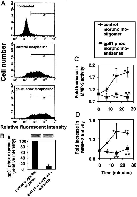 Figure 4. Morpholino-antisense oligomers for gp91 phox block VCAM-1 activation of endothelial cell MMP-2 and MMP-9. mHEVc cells were transfected with carboxyfluorescein-labeled control morpholino oligomers and the carboxyfluorescein-labeled gp91 phox morpholino antisense oligomers. The cells were cultured for 3 days to allow for turnover of previously synthesized gp91 phox, stimulated with anti–VCAM-1–antibody-coated beads, washed at the times indicated, and scraped into lysis buffer; equal amounts of protein were examined by zymography. (A) Flow cytometry verifies the transfection of the mHEVc cells with the carboxyfluorescein-tagged morpholinos. (B) gp91 phox protein expression. Western blots were performed with equal protein loading (80 μg/lane) and using mouse antimouse gp-91phox (a kind gift from Drs D. Roos and E. van der Schoot, University of Amsterdam, The Netherlands)28 (1:200) followed by an HRP-conjugated rabbit antimouse secondary antibody (Amersham) and ECL detection. gp91 phox in the mouse has an apparent molecular mass of 58 kDa.29 Lanes from a representative Western blot are above the graph. The Western blots were analyzed with Image J software from NIH. Only 2 nonspecific bands (200-230 kDa) (data not shown) were present and exhibited similar intensity in all lanes as previously reported.30 (C) MMP-9 activity. (D) MMP-2 activity. (B-D) Data presented are the mean ± SD from 3 experiments. *P < .05 compared with mHEVc cells at 0 minutes. **P < .05 compared with control morpholino-oligomer–transfected mHEVc cells.