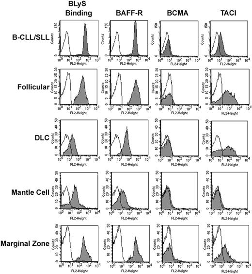 Figure 1. Expression of BCMA, TACI, and BAFF-R on NHL cells. Tumor cells from patients with B-CLL/SLL (n = 40), follicular (n = 7), DLC (n = 7), mantle cell (n = 7), or marginal zone NHL (n = 8) were stained with biotin-conjugated anti-TACI, anti–BAFF-R, anti-BCMA, or BLyS for 30 minutes on ice, washed, and incubated with PE-streptavidin and CD19-FITC (gray histograms). Histograms correspond to CD19+ cells from a representative example of each histologic subtype. Isotype and fluorochrome controls were done for each sample (open histograms).