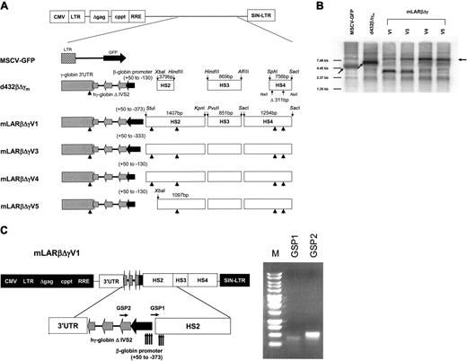 Figure 1. Specific DNA sequences cause premature polyadenylation of globin vector genomic RNA and compromise vector titer. (A) Schematic representations of γ-globin lentiviral vectors. Shown at top is the SJ-1 self-inactivating (SIN) lentiviral vector backbone which contains both the central polypurine tract (cppt) and the rev-responsive element (RRE).13 The genomic γ-globin sequences, as previously described,3 are indicated by the hatched design, the β-globin promoter sequences are indicated by the solid horizontal arrow, and the HS elements, with the size and restriction sites that define the fragments from the β-globin LCR, are represented as horizontal open rectangles. Vertical solid arrowheads indicate the sites of mutagenesis that eliminated canonical “AATAAA” polyadenylation signal sequences. (B) Northern blot analysis, using a radiolabeled RRE probe, of RNA from 293T cells transfected with the indicated vectors.Arrows indicate the predicted size of the full-length vector genomic RNAspecies. Shown on the left are the migration positions of a set of RNA markers of the indicated sizes. (C) 3′ RACE analysis to map premature polyadenylation cleavage sites in mLARβΔγV1 vector genomic RNA transcripts. RNA from 293T cells transfected with the mLARβΔγV1 vector was subjected to 3′ RACE analysis as described in “Materials and methods.” The amplified reaction products, derived using either the GSP1 or GSP2 primers, were fractionated using agarose gel electrophoresis and visualized by ethidium bromide staining (right). The products of each reaction were also subsequently cloned and sequenced. At left, the vertical solid arrows indicate the major sites of aberrant cleavage of vector RNA as determined from sequencing data.
