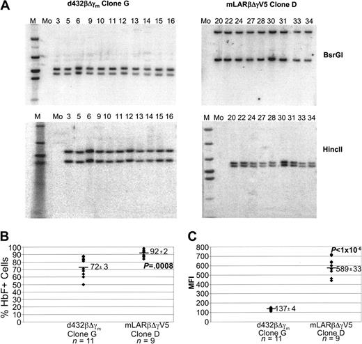 Figure 5. Expression of the mLARβΔγV5 γ-globin vector in multiple isolates of a 2-copy clone is less susceptible to variegating position effects. (A) Southern blot analysis of DNAs from d432βΔγm and mLARβΔγV5 clones. DNAs were digested with BsrGI or HincII as indicated, liberating a viral vector–genomic DNA junction fragment. The lane numbers represent clone numbers, M represents lanes containing the molecular weight marker, and Mo indicates a sample from a mock-transduced CFU-S isolate. (B) The percentage of HbF+ cells as determined by FACS analysis is shown for each isolate of the indicated d432βΔγm G and mLARβΔγV5 D clones. The mean ± SEM of HbF+ cells for each group is shown, with the mean indicated by the solid horizontal bar. The P value indicates a statistically significant difference between the mean values of the 2 groups. (C) The MFI of staining with the HbF monoclonal antibody is shown for the different d432βΔγm clone G and mLARβΔγV5 clone D isolates. The mean ± SEM MFI values for each group are shown, with the horizontal solid bar indicating the mean value for each group of clones. The P value indicates a statistically significant difference between the mean values of the 2 groups.
