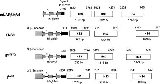 Figure 7. Schematic representation of HIV-1–based, lentiviral globin expression cassettes utilized to correct murine models of β-thalassemia and sickle cell disease. The mLARβΔγV5 globin expression cassette is compared with those contained in TNS9, βA-T87Q, and βAS.31,2,5 DNA fragments containing the HS sites and flanking sequences appear as open horizontal rectangles, the solid horizontal arrow indicates the β-globin promoter, and the hatched horizontal arrows indicate the genomic β- or γ-globin sequences contained in the mature mRNA. The solid lines connecting the 3 arrows represent intronic sequences; all of the vectors utilized a deletion in intron 2 to improve vector performance. The solid gray rectangle indicates the 3′β-globin enhancer sequence. The fragment sizes of the DNA elements derived from the β-globin LCR that contain the indicated HS sites are shown below each horizontal rectangle, whereas the GenBank coordinates (accession number U01317) of the sequences are shown above each rectangle.