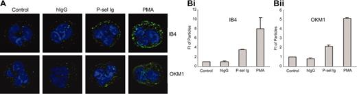 Figure 5. P-selectin triggers αMβ2 clustering. (A) Neutrophils were treated without (control) or with human IgG (hIgG), P-selectin Ig chimera (P-sel Ig), and PMA. After fixation, samples were stained by mAb IB4 to β2 subunit or mAb OKM1 to αM subunit followed by Alexa Fluor 488–conjugated goat antibody to mouse IgG and confocal laser scanning microscopy. The data presented here are representative images from 3 independent experiments. (B) The mean ± SD values of fluorescence intensities of the particles are presented for mAb IB4-stained (i) and mAb OKM1-stained (ii) neutrophils. These were quantified by image analyses using the ImagePro Plus program. The differences between hIgG and control were statistically insignificant (P > .05), whereas the differences between P-sel Ig or PMA and control were statistically significant (P < .01).