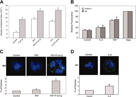 Figure 6. P-selectin and PAF/IL-8 cooperatively activate αMβ2. (A) Neutrophils were incubated in the absence (control) or presence of P-selectin Ig chimera (P-sel Ig), PAF, PAF plus P-selectin Ig chimera, IL-8, and IL-8 plus P-selectin Ig chimera. Samples were then transferred to the wells immobilized with fibrinogen and cell adhesion was measured. The results are expressed as the mean ± SD values of the adherent cells determined in triplicate measurements of 3 separate experiments. (B) Neutrophils were incubated without (control) or with PAF, IL-8, and PMA followed by staining with mAb IB4 or CBRM1/5 and Alexa Fluor 488–conjugated goat antibody to mouse IgG for flow cytometric analysis. Results were the representative of 3 independent experiments. (C-D) Neutrophils were treated without (control) or with PAF or PAF plus P-selectin Ig chimera (C), or IL-8 (D) and stained with mAb IB4 and Alexa Fluor 488–conjugated goat antibody to mouse IgG. They were then processed for confocal laser scanning microscopy. Neutrophils were stained with mAb IB4 for the representative images (top panels) and their intensities of fluorescent particles (means ± SDs; bottom panels). The differences between control and PAF were statistically insignificant (P > .05), whereas the differences between PAF plus P-sel Ig or IL-8 and control were statistically significant (P < .01).