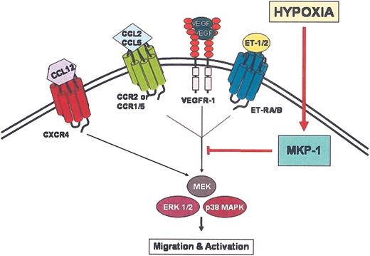 Figure 2. Proposed mechanism for TAM entrapment at hypoxic sites. Chemoattractant ligands bind to their respective receptors on the surface of TAMs initiating signal transduction events. Activation via phosphorylation of ERK1/2 and p38 MAPK is crucial for chemotaxis. For certain chemoattractant receptors, EKR1/2 and p38 MAPK are inactivated by dephosphorylation due to up-regulation of MKP-1 by hypoxia, which terminates chemotactic signal transduction mechanisms. The signal transduction mechanism for CXCR4 appears not to be affected by hypoxia, suggesting that hypoxia selectively and differentially modulates the expression and function of chemoattractant receptors.