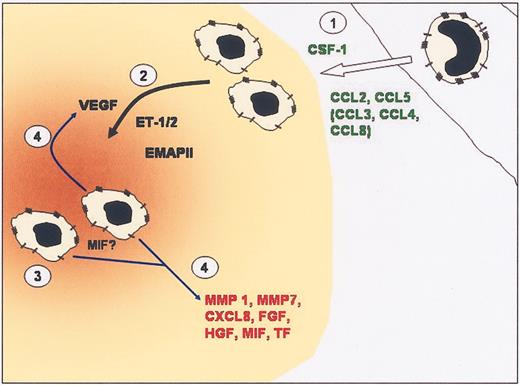 Figure 3. Model of monocyte recruitment into tumors and then TAM accumulation into hypoxic sites in tumors. (1) Elevated levels of CC chemokines and CSF-1 produced by tumors recruit monocytes from the local vasculature. (2) Once in the tumor, monocytes differentiate into TAMs. Expression of chemoattracts such as VEGF, endothelin, and EMAP II by hypoxic tumor cells can attract TAMs into hypoxic areas (brown) within tumors. (3) TAMs are retained in hypoxic/necrotic areas due to abrogation of chemotactic signal transduction, down-regulation of chemoattractant receptors, and possibly the migration inhibitory actions of MIF. (4) Once in hypoxic areas, TAMs are induced to express VEGF, which amplifies the attraction of TAMs to the area, and other factors that promote angiogenesis and tumor progression.