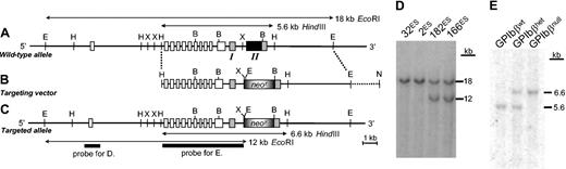 Figure 1. GP Ibβ gene structure and targeted disruption. (A) The mouse GP Ibβ gene is schematically presented as it spans a portion of GenBank accession no. AC008019. The GP Ibβ gene is adjacent to a second gene, SEPT5, whose exon arrangement is shown as open boxes. The GP Ibβ gene is composed of 2 exons (boxes I and II), with most of the coding sequence present in exon 2 (black box). E indicates EcoRI; H, HindIII; X, XhoI; and B, BamHI. (B) The structure of a targeting vector to disrupt the GP Ibβ gene is shown directly under the corresponding genomic region depicted in panel A. The pBS/KS-vector is shown as a dashed line. N indicates NotI. (C) Successful homologous recombination in mouse embryonic stem (ES) cells results in the replacement of an 18-kb EcoRI restriction fragment with a 12-kb EcoRI fragment and the structure of a targeted allele is shown. The position of a radiolabeled probe used to identify clones with homologous recombination is shown. (D) Southern blot analysis of 2 clones (166ES and 182ES) with the altered EcoRI restriction fragment pattern and 2 clones (32ES and 2ES) with the 2 copies of a wild-type allele. (E) Germ line transmission of 166ES cells was obtained producing GP IbβHet mice. The breeding of GP IbβHet mice produced the expected 3 genotypes and shown is a representative Southern blot of HindIII-restricted DNA revealing the wild-type GP Ibβ gene (5.6 kb) and the targeted allele (6.6 kb) present in each respective genotype.