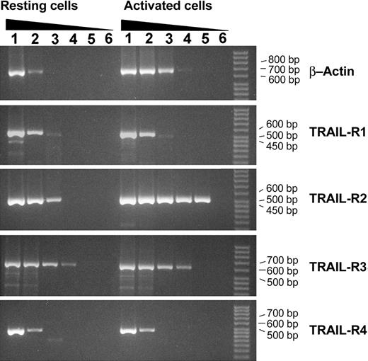 Figure 3. Quantification of gene transcription by semiquantitative RT-PCR in resting and Il-2–stimulated primary human NK cells. RT-PCR of β-actin, TRAIL-R1, TRAIL-R3, and TRAIL-R4 was performed by using the following cDNA dilutions: 1/8, 1/20, 1/100, 1/500, 1/2500 (lanes 1-5, respectively). RT-PCR of TRAIL-R2 was performed by using the following cDNA dilutions: 1/20, 1/100, 1/500, 1/2500, 1/12 500 (lanes 1-5, respectively). Lane 6 is RT-PCR negative control.