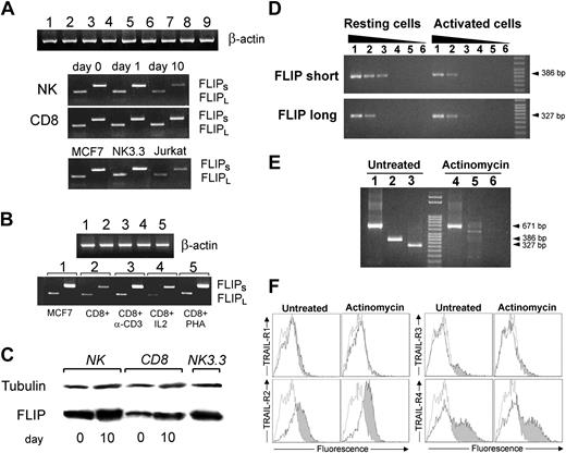 Figure 6. Expression of the short and long forms of FLIP in resting and activated NK cells, CD8+ T cells, and in the NK 3.3 cell line. (A) RT-PCR of FLIPShort and FLIPLong in resting and activated (as described in “Materials and methods”) NK and CD8+ T cells for 1 day or 10 days. MCF7 cells served as positive controls. (B) RT-PCR of FLIPShort and FLIPLong in CD8+ T cells activated by anti-CD3, IL-2 alone, or PHA alone. The expression of FLIP mRNA is not dependent on the type of stimulation used to activate CD8+ CTLs. (C) Western blot analysis of FLIP protein in resting (0 day) and stimulated (10 days) NK cells, CD8+ T cells, and NK 3.3 cell line. (D) Quantification of gene transcription by semiquantitative RT-PCR in NK cells before and after IL-2 stimulation (lanes 1-5, 1/8, 1/20, 1/100, 1/500, 1/2500 cDNA dilutions were analyzed to detect FLIPShort and FLIPLong; lane 6, RT-PCR negative control). (E) RT-PCR analysis of FLIPShort and FLIPLong expression with or without actinomycin D treatment (lanes 1 and 4, β-actin; lanes 2 and 5, FLIPShort; lanes 3 and 6, FLIPLong RT-PCR products). (F) Flow cytometry analysis of the surface expression of TRAIL receptors in NK cells with or without actinomycin D treatment (50 ng/mL for 24 hours). Empty histograms indicate controls, untreated cells. Gray histograms indicate actinomycin-treated cells.