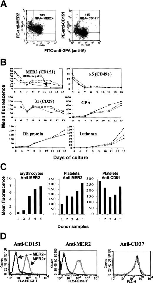 Figure 1. Expression of MER2. (A) Flow cytometric studies of erythroid precursors (proerythroblasts) cultured from CD34+ cells. Dual staining with FITC-conjugated anti-GPA (anti-M) and PE-conjugated anti-MER2 (2F7) or anti-CD151 (11G5a) revealed a population of GPA+ erythroid cells that express CD151 (top right quadrant). (B) Changes in expression of MER2 (CD151) and other cell surface markers during ex vivo erythropoiesis. Continuous line indicates serologically MER2– (without anti-MER2); dotted lines, MER2+. Days of culture are days after isolation of CD34+ cells. The dip in expression around day 7 is characteristic of these cultures. (C) Comparative levels of expression of MER2 (CD151) on erythrocytes and platelets of 5 donors. Tests with CD61 on platelets are included as a control. Samples 1 and 2 are MER2– (without anti-MER2), and samples 3 to 5 are MER2+ as determined by an indirect antiglobulin test on erythrocytes. (D) Expression of MER2 (CD151) on lymphoblastoid cells. Flow cytometry histograms for lymphoblastoid cell lines derived from a MER2+ individual (gray peak) and from Pt2, the MER2– patient with anti-MER2 (black peak), incubated with PE-conjugated anti-MER2, anti-CD151, and anti-CD37.