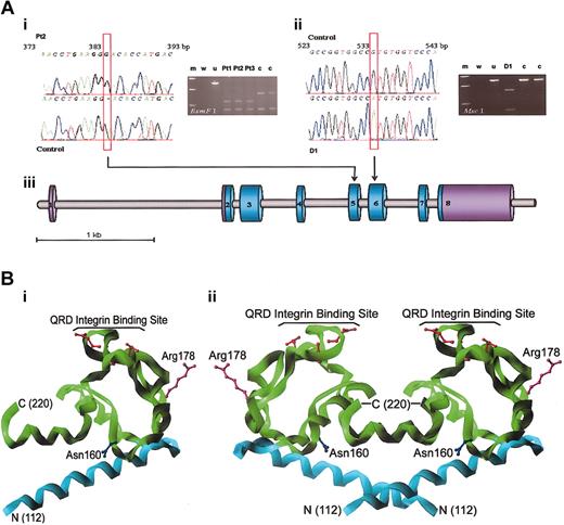 Figure 2. Sequence and RFLP analyses of CD151 and structure of CD151 large extracellular region. (A) Sequence and RFLP analyses of CD151. (i) DNA sequence of the MER2– patient with a hereditary nephritis (Pt2) exhibiting a G383 insertion in CD151 exon 5. The G383 insert introduced a novel recognition site 381GG-ACN10 for BsmF. PCR-RFLP gel analysis: wild-type allele was cut into restriction fragments of 86 and 401 bp and the mutation in 3 MER2-negative patients with end-stage renal disease (Pt1, Pt2, Pt3) caused further reduction of the 401-bp fragment to 2 additional 135- and 266-bp fragments. Lanes are identified as a standard 10-kb DNA ladder (m), blank control (w), uncut allele (u), and control samples (c). (ii) DNA sequence of the MER2– healthy blood donor D1 with the G533A mutation in CD151 exon 6. The PCR product from D1 was cut at a novel restriction site 528TGG CCA for McsI to fragments of 160 and 326 bp, whereas the wild-type allele was left intact. PCR-RFLP gel analysis lanes labeled as in (i). (iii) Schematic representation of CD151 gene and the relative placement of the 2 mutations. (B) Structure of CD151 large extracellular region. (i, left) Homology model of a monomer of the CD151 large extracellular loop (EC2) is shown as a Cα-ribbon cartoon. The amino terminus (residue 112) is labeled N, and the carboxy terminus (residue 220) is labeled C. Because of the incorporation of a stop codon at position 140 in the MER2– patients, all residues represented by the green ribbon are not expressed. The side chain is shown for Arg 178 (purple), which is mutated to His in D1. Residues constituting the QRD proposed integrin binding site are shown in red, and the single N-linked glycosylation site (Asn 160) in blue. (ii, right) Tetraspanins readily form homodimers.31 Proposed homodimeric assembly of CD151, based on the observed oligomerization in the crystal structure of CD81. Coloring and labels as described for panel i.