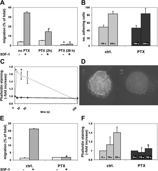 Figure 1. Effect of PTX on in vitro migration and actin polymerization. PTX blocks in vitro migration and actin polymerization of BM and FL c-kit+ cells. The c-kit+ cells from BM or 15-dpc FL cells were enriched as described in “Materials and methods” and incubated in SCF with or without PTX (2 hours or 20 hours for panel A, 20 hours for panels B-F). *P < .05 compared with control. (A) Chemokinetic and chemotactic (SDF-1) transwell migration of c-kit+ BM cells was assessed. SDF-1–induced chemotaxis was significantly attenuated after 2 hours of PTX incubation (middle), but migration was almost completely blocked after 20 hours of PTX incubation (right) (chemokinetic migration, light gray bars; chemotactic migration, dark gray bars). (B) Adhesion of c-kit+ BM cells to RetroNectin under laminar flow was identical in PTX-treated and control cells (control cells, ▦; PTX-treated cells, ▪). (C) SDF-1–induced actin polymerization was measured by staining F-actin with phalloidin. The rapid and transient SDF-1–induced actin polymerization in control cells was blocked in PTX-incubated c-kit+ BM cells (control cells, ▦; PTX-treated cells, ♦). (D) After a 10-second stimulation with SDF-1, control (i), but not PTX-treated (ii), cells showed increased phalloidin staining with a predominantly perinuclear pattern (DeltaVision; original magnification × 60). (E) Transwell migration of c-kit+ FL cells was tested as described in “Materials and methods.” Chemokinetic migration of c-kit+ FL cells was low. SDF-1–induced chemotaxis was completely inhibited by PTX (right) compared with control (left) (chemokinetic migration, light gray bars; chemotactic migration, dark gray bars). (F) SDF-1 induced actin polymerization in control, but not in PTX-treated, c-kit+ FL cells. The actin response of FL cells was slower than that of BM cells, where the maximum was reached after 10 seconds (control cells, ▦; PTX-treated cells, ▪). Error bars indicate SEM.