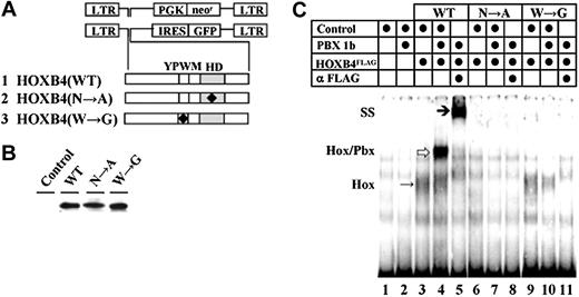 Figure 1. HOXB4, retroviral vectors, and DNA-binding properties of HOXB4 mutants examined. (A) Retroviral vectors and mutant HOXB4 cDNAs. (B) Western blot analyses of the in vitro–transcribed and translated WT and mutated HOXB4 proteins. (C) DNA-binding capacity of HOXB4, HOXB4(N→A), and HOXB4(W→G) proteins. Additions to each binding reaction are indicated above the lanes. Monomeric HOXB4 proteins bound to DNA are denoted by Hox to the left, and an arrow in lane 3. Heterodimers of HOX and PBX are denoted as Hox/Pbx, and by an arrow in lane 4. The position of anti-HOXB4 antibody supershifted complex is denoted by SS to the left, and an arrow in lane 5.
