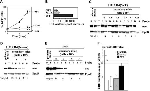 Figure 2. Intact HOXB4 homeodomain is essential for HOXB4-induced expansion of primitive BM cells. (A) Expansion of GFP+ cells in liquid cultures initiated with 10% GFP+ (control, or HOXB4(N→A)+, or HOXB4(WT)+) cells, and 90% of nontransduced competitors. ▪ indicates HOXB4(WT); ▴, HOXB4(N→A); and ○, control GFP. Results represent mean values ± the standard deviation (SD) of a representative experiment (n = 3) performed in duplicate. (B) In vitro expansion over a 10-day period of myeloid CFCs derived from indicated sorted populations of transduced BM cells. Results represent mean values ± SD of a representative experiment (n = 2) performed in quadruplicate cultures. (C) Southern blot analyses of proviral integrations in DNA isolated from bone marrow (B), spleen (S), and thymus (T) of primary recipients, and the secondary recipients of HOXB4(WT). Individual recipients and the numbers of transplanted cells are shown on top, and the proportions of transplant-derived Ly5.1 cells in these recipients are listed bellow each lane. DNA was digested with KpnI, which releases the integrated provirus. Probes are listed to the right. Erythropoietin receptor (EpoR)–derived signal is representative of DNA loading. Southern blot analyses of proviral integrations in DNA isolated from hemopoietic tissues of primary and secondary HOXB4(N→A) (D) and neor recipients (E) were performed as described for panel C. (F) Total CRU recovery following competitive reconstitution with neor-, HOXB4(N→A)-, or HOXB4(WT)-transduced BM cells determined for each group of recipients (mean ± 95% CI). □ indicates neor recipients; ▦, HOXB4(N→A) recipients; and ▪, HOXB4(WT) recipients.