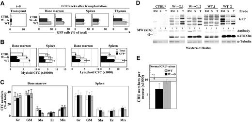 Figure 4. Hemopoietic reconstitution and expansion of HSCs induced by HOXB4 are independent of its collaboration with PBX. (A) Flow cytometric analysis of BM, splenic, and thymic cell populations of mice that received transplants of comparable numbers of GFP+ control, HOXB4(W→G), or HOXB4(WT)-transduced BM cells. Proportions of GFP+ cells in myeloid (Mac-1) and lymphoid (B-220 and CD4/CD8) populations were determined for recipients killed 12 weeks after transplantation. Results shown represent mean values ± SD determined for 4 mice analyzed in each group of recipients. (B-C) CFC content (B) and distribution (C) in BM and spleen of recipients described for panel A. Colonies were identified as containing predominantly granulocytes (Gr), granulocytes and macrophages (GM), macrophages (Ma), erythrocytes (Er), or a mixture of these cells together with megakaryocytes (Mix). (D) Top panel: representative Southern blot analysis of proviral integration patterns in hemopoietic tissues isolated from primary recipients of control GFP, HOXB4(W→G), or HOXB4(WT)-transduced BM cells presented in panel A. DNA was digested with EcoRI, which cuts once within the integrated provirus, such that each band represents a unique integration event on blots probed with GFP. Bottom panel: Western blot of HOXB4 levels in bone marrow, spleen, and thymus of recipients identified in panel D. Tubulin levels are shown as control for protein loading and transfer. (E) HSC regeneration in recipients of HOXB4(W→G) or HOXB4(WT)-transduced BM cells. For each group of recipients, results represent mean values ± 95% CI determined for 2 primary recipients.