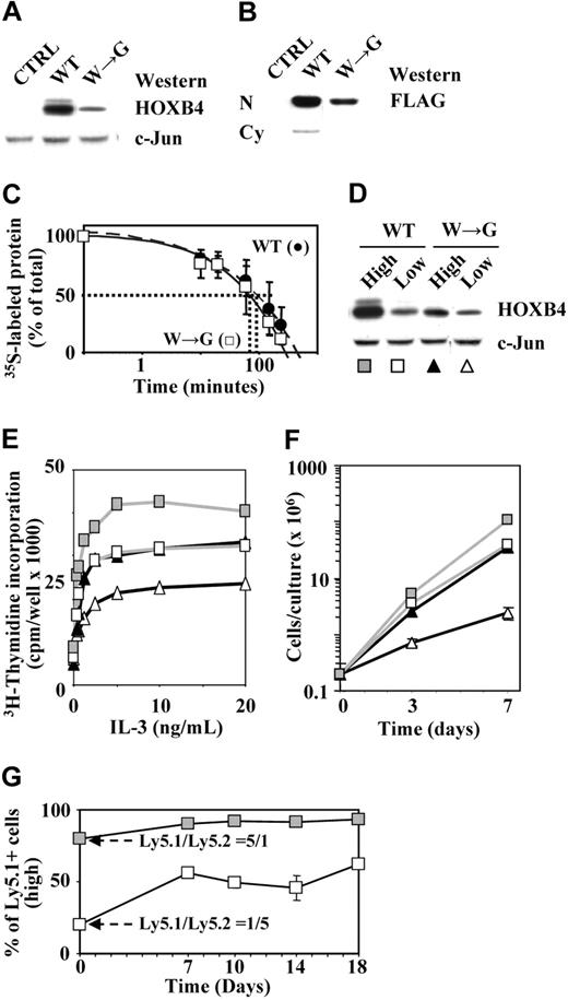 Figure 5. Levels of available HOXB4 protein determine the magnitude of HOXB4-induced proliferation responses. (A) Western blot analyses of HOXB4 levels in HOXB4(WT)- or HOXB4(W→G)-transduced primary BM cells. (B) Accumulation of HOXB4(WT) and HOXB4(W→G) proteins in nuclear compartments of the transduced BaF3 cells. N indicates nuclear extracts; and Cy, cytoplasmic fraction. (C) Pulse-chase analysis of HOXB4(WT) and HOXB4(W→G) proteins. (D) HOX protein levels in HOXB4(WT) and HOXB4(W→G)-transduced BM cells sorted in subpopulations expressing high (filled symbols) or low (open symbols) levels of GFP. c-Jun levels are shown as a loading control. (E) IL-3–induced proliferation responses of populations shown in panel D. (F) Expansion of total nucleated cells over a 7-day period in cultures initiated with populations of cells sorted as described for panel D. Results represent mean values ± SD of a representative experiment (n = 2) performed in duplicate. (G) Representative assay showing preferential expansion of HOXB4highLy5.1+ cells in liquid cultures initiated with a 1:5 mixture of HOXB4highLy5.1+ and HOXB4lowLy5.2+ BM cells.