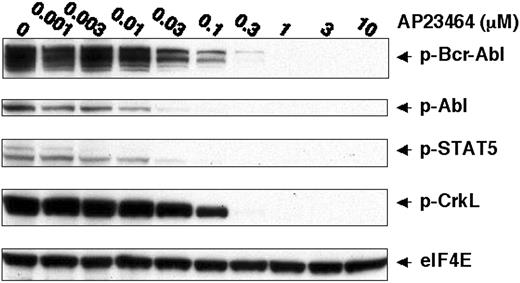 Figure 2. AP23464 inhibits tyrosine phosphorylation of Bcr-Abl and downstream targets STAT-5 and CrkL. K562 cells (1 × 106) were incubated for 4 hours in 20 mL media in the presence of AP23464 (0, 0.001, 0.003, 0.01, 0.03, 0.1, 0.3, 1, 3, or 10 μM). Total cell lysates were prepared and separated by SDS-PAGE on 10% gels (50 μg protein/lane). Western blot analysis for phospho–Bcr-Abl, phospho-STAT5, phospho-CrkL, and eIF4E (protein loading control) was performed by using a Pathscan Bcr/Abl Multiplex Western Detection Kit (Cell Signaling Technology). Immunoblotting with nonphosphospecific antibodies confirmed that total levels of Bcr-Abl, STAT5, and CrkL were unchanged (data not shown).