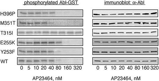 Figure 3. AP23464 inhibits tyrosine phosphorylation of isolated wild-type and mutated Abl kinase domains except T315I. Autophosphorylation of the Abl kinase domain was analyzed for WT, Y253F, E255K, T315I, M351T, and H396P in the presence of escalating concentrations of AP23464 (0-320 nM) as previously described.23 Representative kinase assay gels from 1 of 2 independent experiments are shown. Abl blots demonstrate equal protein loading.