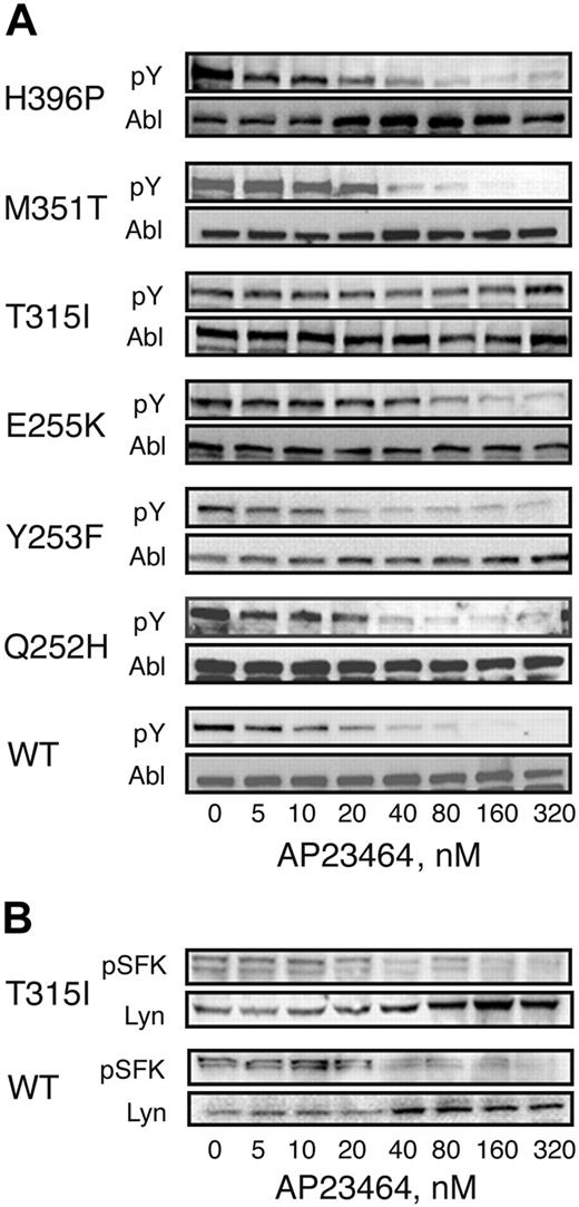 Figure 6. Cellular Bcr-Abl tyrosine phosphorylation is reduced in the presence of AP23464 except in the case of T315I. Parental Ba/F3 cells or Ba/F3 cells expressing WT or mutant Bcr-Abl (4 × 106 cells/well) were incubated in escalating concentrations of AP23464 (0, 5, 10, 20, 40, 80, 160, or 320 nM) for 3 hours at 37° C. Clarified whole-cell lysates were subjected to SDS-PAGE followed by Western blot analysis. (A) Mouse monoclonal antiphosphotryrosine antibody 4G10 (Upstate Biotechnology) was used to determine levels of tyrosine-phosphorylated Bcr-Abl. Total Bcr-Abl expression levels were determined with mouse monoclonal anti-Abl antibody 8E9 (BD Biosciences Pharmingen) or Ab-2 (Oncogene Science). (B) Rabbit polyclonal antiphospho-Src family antibody (Cell Signaling Technology) was used to determine levels of tyrosine-phosphorylated Src family kinase members. As a loading control, total Lyn expression levels were determined with rabbit polyclonal anti-Lyn antibody sc-15 (Santa Cruz Biotechnology).