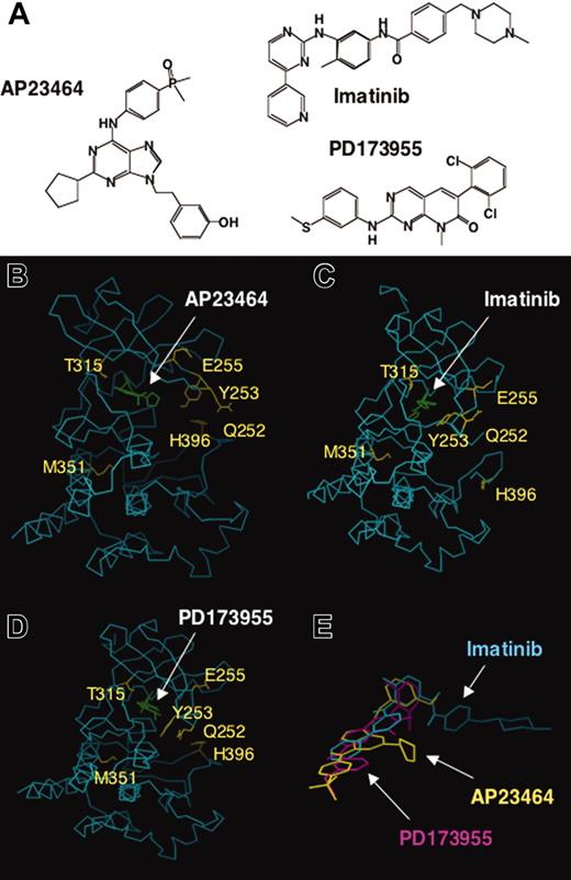 Figure 7. Comparative chemical structures and 3-dimensional (3-D) molecular models of ATP-based inhibitor AP23464 and the previously described inhibitors imatinib mesylate and PD173955 complexed with Abl kinase. (A) Chemical structures of AP23464, imatinib mesylate, and PD173955. (B) Three-dimensional molecular model of AP23464 complexed with Abl kinase in its ATP-binding active conformation. Residues that result in significantly decreased imatinib mesylate inhibitory potency if mutated are highlighted. (C) X-ray structure of imatinib mesylate complexed with Abl kinase in an induced fit conformation as previously described.21 (D) X-ray structure of PD173955 complexed with Abl kinase in an induced fit conformation as previously described.21 (E) Three-dimensional molecular model overlay of AP23464, imatinib mesylate, and PD173955 in their Abl kinase bound conformations, illustrating differences in their use of 3-D chemical space arising from varying structures and modes of binding. See “Discussion” for further description of the inhibitors, molecular modeling, and correlation with Abl kinase mutant structure-activity studies.