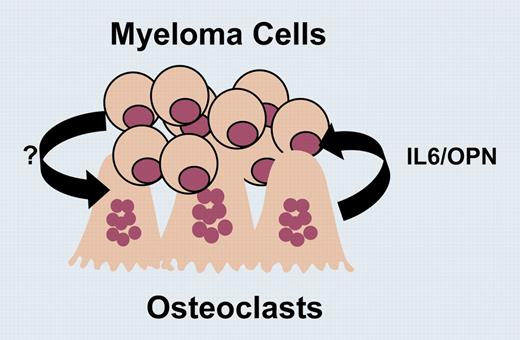 Adhesive interactions via α4β1 integrin induce production of IL-6 and OPN by osteoclasts, which increase the growth and chemoresistance of myeloma cells. In addition, these interactions enhance osteoclast survival.