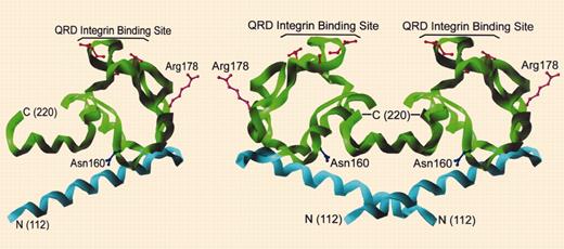 Structure of CD151 large extracellular region. See the complete figure in the article beginning on page 2217.