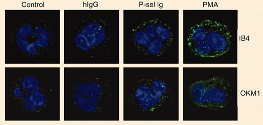 P-selectin triggers αMβ2 clustering. See the complete figure in the article beginning on page 2549.