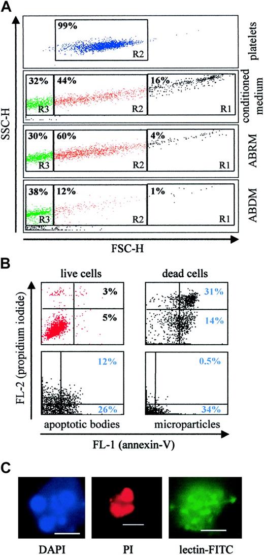 Figure 1. Characterization of HUVEC-derived apoptotic particles by flow cytometry and fluorescence microscopy. (A) FSC/SSC dot plot analysis of particles from apoptotic HUVECs. Platelets (blue) were used as a size marker (1-4 μm, gate R2). Conditioned medium from apoptotic HUVECs contains dead cells and large cell debris (gate R1), apoptotic bodies (orange, gate R2), and microparticles (green, gate R3). Apoptotic bodies-rich medium (ABRM), obtained after centrifugation (800g, 10 minutes), contains mainly apoptotic bodies and microparticles. Apoptotic bodies-depleted medium (ABDM), obtained after centrifugation (16 000g, 20 minutes) of the ABRM, contains mainly microparticles and some apoptotic bodies. The percentage of events is given in the upper left corner of each region gate. (B) Annexin V/FITC (FL-1) and PI (FL-2) dot plot analysis of live cells, dead cells, and cell-derived particles. Live cells (red) showed an extremely low binding of annexin V and PI. Dead cells, apoptotic bodies, and microparticles (as gated in panel A, black) stain positively with annexin V. Furthermore, dead cells and apoptotic bodies, but not microparticles, stain positive with PI. The quadrant gates were set on the respective unstained control population. The percentage of events is given in the upper right corner of the respective region. (C) Fluorescence microscopy of DAPI+, PI+, and lectin-FITC+ apoptotic bodies (scale bars represent 2.5 μm). Representative plots and images from 3 to 4 independent experiments.