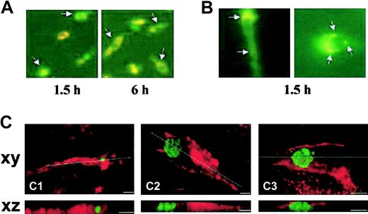 Figure 6. Phagocytosis of HUVEC-derived apoptotic bodies by EPCs. (A) Uptake of annexin V/PE-labeled apoptotic bodies by lectin-FITC+ EPCs (arrows) at different time points. Overlay of both signals (orange), fluorescence microscopy, original magnification × 200. (B) Localization of apoptotic bodies (arrows) in EPCs after 1.5 hours of incubation. Overlay of both signals (orange), fluorescence microscopy, original magnification × 1000. (A-B) Representative images from 3 independent experiments. (C) Confocal laser scanning micrographs of spindle-shaped adherent cells (F-actin staining with Alexa-568-labeled phalloidin, red) containing apoptotic bodies (staining with FITC-labeled annexin V, green). Upper panels: xy-axis; lower panels: xz-axis. The xz sections were gained by sectioning 16 xy sections each time. Virtual cutting axes are indicated as white lines. Scale bars represent 10 μm; 3 images (Ci-iii) from 4 independent experiments.