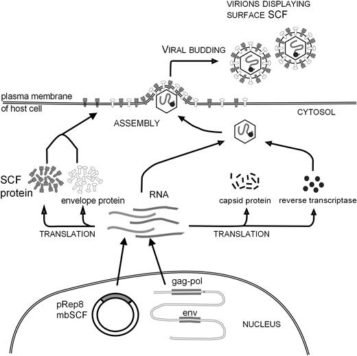 Figure 1. Schematic diagram of retroviral display methodology. Retroviral packaging cells were transfected with the plasmid pREP8-mbSCF. The cells were converted to producers by transfection with a retroviral genome. The SCF protein synthesized by these cells is expressed on the cell surface and incorporated into virus particles as they bud through the plasma membrane. Modified from Access Excellence at the National Health Museum30 with permission.