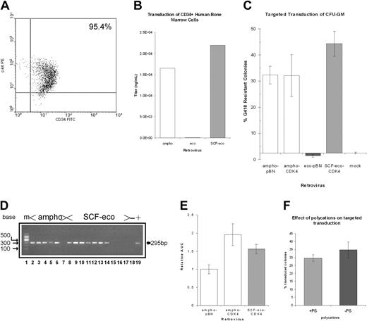 Figure 5. Efficient transduction of c-kit+ primary human hematopoietic cells by SCF-eco retrovirus. (A) The c-kit staining of CD34+ normal bone marrow. Normal human bone marrow-derived CD34+ cells were isolated by immunomagnetic separation and stained for CD34 with FITC-conjugated monoclonal antibody and for c-kit with a phycoerythrin (PE) conjugate. The proportion of doubly stained cells is indicated in the top right quadrant. (B) Targeted transduction of CD34+ bone marrow cells. CD34+ cells were transduced with retroviral supernatants and assayed for expression of EGFP by flow cytometry. Transduction efficiency is shown relative to the results obtained with ampho virus and data are derived as for Figure 3 but from 2 independent marrows transduced in duplicate. (C) Targeted transduction of CFU-GM. CD34+ cells were cocultured with retroviral producers using Transwells. The transduced cells were plated in semisolid media containing G418 to select for colonies expressing the retrovirally encoded neo gene, and resistant colonies were counted. The data (mean ± SEM) are derived from 3 independent marrows transduced in duplicate. (D) Nested PCR analysis of colonies surviving in semisolid media supplemented with G418 using primers that detect the neo gene. The figure shows data from a representative sample of the colonies analyzed. Lane 1, 100-bp ladder size marker; lanes 2-7, cells transduced with ampho virus; lanes 8-17, cells transduced with SCF-eco virus; lane18/-, semisolid media only; lane 19/+, plasmid DNA containing retroviral genome. (E) Replating assay on G418-resistant colonies. Colonies surviving in semisolid media containing G418 were replated to assay expression of the CDK4 gene encoded by the retroviral genome. Replating activity, expressed as area under the curve (AUC), was compared with that obtained from an identical retroviral vector transducing only the neo resistance marker. (F) Effect of polycations on targeted transduction. CD34+ progenitors were transduced as in panel C but in the presence (+PS) or absence (-PS) of 4 μg/mL protamine sulfate; transduction was determined, as before, from the percentage of colonies resistant to G418. The data shown are a representative example of the experiment that was performed 3 times.