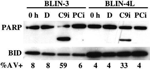 Figure 3. PARP cleavage occurs following treatment of BLIN-3 and BLIN-4L with C9i. BLIN-3 and BLIN-4L cells were removed from fibroblast monolayers and cultured for 18 hours in DMSO (D), 50 μM C9i, or 50 μM PCi. Cells were then lysed and analyzed by Western blotting. BID was used as loading control. Lanes labeled 0 h represent lysates from freshly isolated cells. The percentage of annexin V+ cells is shown for each condition.