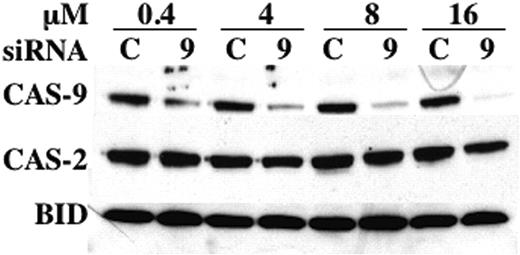 Figure 6. Reduction of caspase-9 in BLIN-4L. Cells were electroporated with the indicated concentrations of control (C) or caspase-9 (9) siRNA, allowed to recover for 3 days, and harvested for Western blotting as described in “Materials and methods.” Densitometric scanning showed that electroporation with 0.4, 4, 8, and 16 μM caspase-9 siRNA led to a reduction in caspase-9 protein of 71%, 78%, 86%, and 91%, respectively, when normalized to BID or caspase-2 as loading controls.