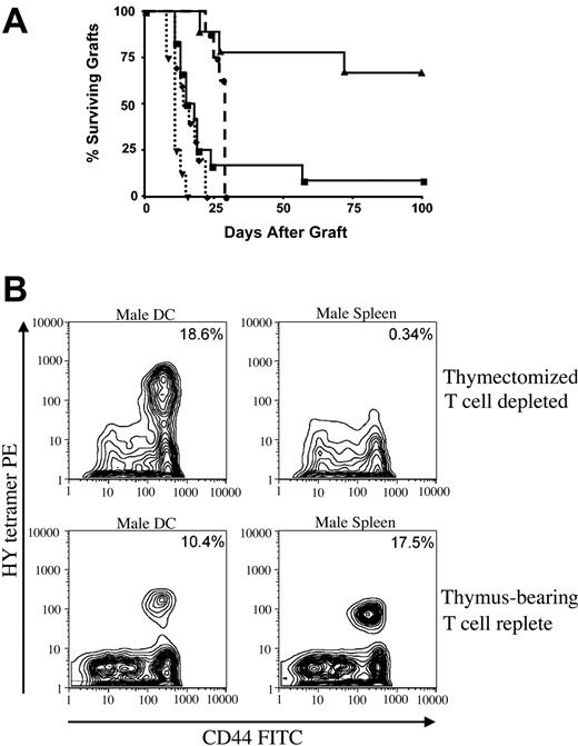 Figure 1. Homeostatic peripheral expansion of antigen-specific cells requires antigen presentation by dendritic cells. T cell-depleted hosts were generated by thymectomizing C57BL/6 female mice at 5 weeks of age and then treating with anti-CD4 and anti-CD8 as described in “Materials and methods.” (A) On day -14, T cell-depleted animals received 25 × 106 HY naive female lymph node cells intravenously as a source for homeostatic peripheral expansion and 1 × 106 male splenocytes intraperitoneally (solid line with triangles, n = 10) or 1 × 105 male dendritic cells intraperitoneally (solid line with squares, n = 12). T cell-replete normal C57BL/6 females received no cells (dashed line with circles, n = 8), 1 × 106 male splenocytes intraperitoneally (dotted line with diamonds, n = 9), or 1 × 105 male DCs intraperitoneally (dotted line with triangles, n = 8). Male tail skin grafts were applied on day 0 and monitored visually for rejection. There was a statistically significant difference in time to graft rejection between T cell-depleted mice immunized with male spleen versus male DCs (P = .0008). (B) T cell-replete females (bottom panels) and T cell-depleted females receiving 25 × 106 female LN cells intravenously as a source for HPE (top panels) received intraperitoneal injections of 1 × 105 male DCs (left panels) or 1 × 106 male splenocytes (right panels). Twenty-eight days later, splenocytes binding to an MHC class I tetramer containing the HY immunodominant peptide derived from Uty were enumerated. Shown are contour plots of gated CD8+ T cells from representative animals from each group. Consistent results were seen in 3 experiments. Percentage of CD8+ cells that bind tetramer are shown.
