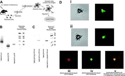 Figure 1. TAA/ecdCD40L protein produced by Ad-sig-TAA/ecdCD40-infected cells binds to DCs. (A) Proposed mechanism for induction of immune response by the Ad-sig-TAA/CD40L vector. Injecting Ad-sig-TAA/ecdCD40L induces in vivo activation and tumor-antigen loading of DCs, migration of the DCs to regional lymph nodes, and activation of CD8+ cytotoxic T cells, which are specific for cells carrying the tumor antigen. (B) In vitro expression of the E7/ecdCD40L transcription unit. Plasmid expression vectors encoding the nonsecretable E7/wtCD40 ligands (lane 1), the secretable ecd of the CD40 ligand (sig-ecdCD40L) alone (lane 2), and the secretable sig-E7/ecdCD40 ligand protein (lane 3) produced in a cell-free transcription/translation system are as predicted: lane 1, E7/wtCD40L is 39 kDa; lane 2, sig-ecdCD40L is 22 kDa; and lane 3, sig-E7/ecdCD40L is 32 kDa. Molecular weight markers are in the extreme right lane. (C) Western blot analysis of the expression of E7/ecdCD40L protein in 293 cells. Molecular weights of the TAA/ecdCD40L proteins produced from 293 cells infected by the Ad-sig-TAA/ecdCD40L vectors adenoviral vectors were as predicted: lane 1, lysates from cells infected with the Ad-sig-GFP/ecdCD40L vector; lane 2, lysates from cells infected with the Ad-sig-E7/ecdCD40L vector; lane 3, lysates from cells infected with the Ad-sig-ecdCD40L vector; and lane 4, lysates from the Ad-sig-ecdhMUC1/ecdCD40L vector. Molecular weight markers are in the extreme right lane. (D) Secretory form of TAA/ecdCD40L binds in vitro to DCs. Bone marrow-derived DCs were fractionated to 78% purity. (i-ii) FITC-labeled E7/ecdCD40L recombinant proteins released from Ad-sig-E7/ecdCD40L-infected 293 cells were incubated with bone marrow-derived DCs. Cells were portioned with light microscopy (left panels) to demonstrate the morphology of the DCs and then with fluorescence microscopy (right portion panels) to detect the binding of the fluoresceinated proteins. (i) DCs incubated with FITC-labeled proteins from the supernatant of cells infected with the Ad-sig-E7/ecdCD40L. (ii) DCs incubated with FITC-labeled proteins from the supernatants of cells infected with the Ad-sig-ecdCD40L vector. (iii-v) Proteins released from Ad-sig-ecdhMUC-1/ecdCD40L-infected 293 cells were fractionated on a Nickel column to purify the His-tagged ecdhMUC-1/ecdCD40L proteins. These proteins were fluorescein labeled, as outlined in “Materials and methods.” FITC-labeled ecdhMUC-1/ecdCD40L proteins and a PE-conjugated rat antimouse CD11C antibody were added to the purified DCs. (iii) Cells exposed to a laser excitatory for phycoerythrin. (iv) Cells exposed to a laser excitatory for FITC. (v) Overlay of the images from subpanels iii and iv. A Nikon Eclipse TE-2000-U microscope, which was equipped with a Perkin Elmer UltraView R55 spinning disk confocal attachment, was used at 20 × N.A. 0.5. Adobe Photoshop was the software used.