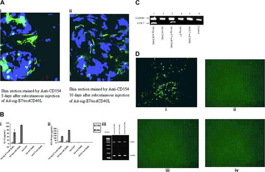 Figure 2. TAA/ecdCD40L protein from Ad-sig-TAA/ecdCD40L vector-infected cells binds to and activates DCs, which induce migration to regional lymphoid tissue. (A) Injection of the Ad-sig-E7/ecdCD40L vector generates the release of the E7/ecdCD40L protein around the vector injection site for up to 10 days. Skin section stained by anti-CD154 and DAPI 5 days (i) and 10 days (ii) after injection of the Ad-sig-E7/ecdCD40L vector. (B) Bone marrow-derived DCs release IL-12 and IFN-γ after exposure to the Ad-sig-E7/CD40L Vector. IL-12 (i) or IFN-γ (ii) released by vector-infected DCs into the supernatant medium was measured by ELISA in DCs stimulated for 24 hours (light gray bars) and 48 hours (dark gray bars) with the adenoviral vectors Ad-sig-E7/ecdCD40L, Ad-ecdCD40L, Ad-GFP, Ad-wtCD40L, and AD-E7/wtCD40L. (iii) Semiquantitative RT-PCR reaction was used to measure the levels of E7/CD40L RNA in 293 cells exposed to the Ad-sig-eE7/ecdCD40L vector or the Ad-E7/wtCD40L vector. 293 cells were infected with the vectors Ad-sig-ecdCD40L, Ad-E7/wtCD40L, and Ad-sig-E7/ecdCD40L at an MOI of 10. Then the RNA was isolated and PCR was carried out with primers specific for E7/CD40L mRNA. The cDNA generated was then fractionated on a molecular-weight gel. The electrophoretic species corresponding to the predicted molecular weight of the PCR product from the E7/CD40L template is indicated in the right-hand margin of the gel by the CD40L label. Electrophoretic mobility of a PCR cDNA product using the same RNA but primers specific for GAPDH (loading control) is indicated in the right-hand margin by glyceraldehyde phosphate dehydrogenase (GAPDH). (C) Up-regulation of CCR-7 mRNA in DCs exposed to the Ad-sig-E7/ecdCD40L vector. Lane 1: the Ad-sig-ecdCD40L vector. Lane 2: the Ad-wtCD40L vector. Lane 3: the Ad-sig-E7/ecdCD40L vector. Lane 4: the Ad-E7 vector. Lane 5: the Ad-E7-wtCD40L vector. Lane 6: uninfected cells (control). (D) In vivo study of migration of DCs to regional lymph nodes after loading of DCs with CFDA SE dye and infection with the Ad-sig-E7/ecdCD40L vector. Bone marrow-derived DCs were loaded in vitro with the CFDA SE supravital dye, exposed in vitro to the following vectors at an MOI of 200. (i) Ad-sig-E7/ecdCD40L. (ii) Ad-ecdCD40L. (iii) Ad-E7/wtCD40L. (iv) Ad-wtCD40L. DCs were then injected subcutaneously into the hind flanks of the test mice. Two days later, regional lymph nodes were dissected and frozen sections were studied under a fluorescence microscope. Color micrographs were obtained.