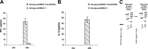 Figure 4. The ecdhMUC1 protein released from Ad-sig-ecdhMUC1/ecdCD40L vector-infected cells forms functional trimers and activates DCs. (A) Induction of IFN-γ secretion from bone marrow-derived DCs induced by exposure to the Ad-sig-ecdhMUC1/ecdCD40L vector. Supernatant medium collected from DCs derived in vitro from hMUC1.Tg mice after exposure to the Ad-sig-ecdhMUC1/ecdCD40L vector or to the Ad-sig-ecdhMUC1 vector and then analyzed for the levels of IFN-γ. (B) Induction of IL-12 secretion from bone marrow-derived DCs induced by exposure to the Ad-sig-ecdhMUC1/ecdCD40L or the Ad-sig-ecdhMUC1 vectors. The same procedure outlined for panel A was carried out, except that the supernatant medium was analyzed for IL-12. (C) Nondenaturing gel analysis of molecular weights of the ecdhMUC1/ecdCD40L protein. A construct was created in which a His tag was placed at the carboxyl terminal end of the CD40L, and an HSF1 trimeric stabilization domain was added between the ecdhMUC1 and ecdCD40L domains. After release from vector-infected cells, the protein was purified using a His tag column, concentrated, and added to a nondenaturing gel. The protein in the lane labeled MUC1/CD40L trimer was added to the nondenaturing gel without treatment. The protein in the lane labeled MUC1/CD40L monomer was first treated with the denaturing conditions before loading on the gel. Molecular weight markers are given in the extreme right lane.