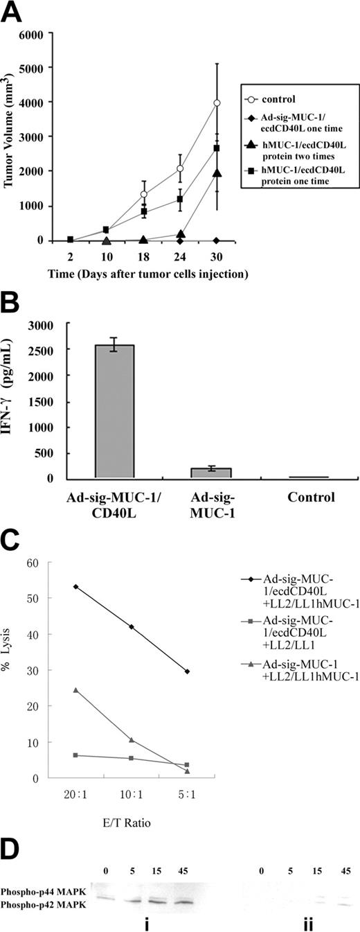 Figure 6. Mechanism of the suppressive effect of the Ad-sig-ecdhMUC1/ecdCD40L vector on induction of the immune suppression of the growth of the LL2/LL1hMUC1 cells in hMUC1.Tg mice. (A) Subcutaneous injection of the ecdhMUC1/ecdCD40L protein does not induce suppression of the growth of hMUC1-positive cells, which is equivalent to that seen with 2 subcutaneous injections of 1 × 108 pfu Ad-sig-ecdhMUC1/ecdCD40L vector. Five hundred thousand LL2/LL1hMUC1 cells were injected subcutaneously into the hMUC1.Tg mice. Two days after injection of the tumor cells, the ecdhMUC1/ecdCD40L protein was injected subcutaneously into hMUC1.Tg mice. (○) No protein injection. (♦) Ad-sig-ecdhMUC1/ecdCD40L vector. (▴) Two injections of the ecdhMUC1/ecdCD40L protein. (▪) One injection of the ecdhMUC1/ecdCD40L protein. (B) CD4+-depleted T cells from hMUC1 transgenic mice after 2 subcutaneous injections of 1 × 108 pfu Ad-sigecdhMUC1/ecdCD40L vector secrete increased levels of IFN-γ. CD8+ T cells were isolated from hMUC1.Tg mice that had been vaccinated twice with the Ad-sig-ecdhMUC1/ecdCD40L vector or with the Ad-sig-ecdhMUC-1 vector or that had been unvaccinated (labeled as control). Seven days after vaccination, CD8+ cells were harvested from the spleens of the test animals and were incubated for 24 hours. The supernatant medium was analyzed for IFN-γ levels. (C) Cytotoxicity of CTLs from hMUC1.Tg transgenic mice after 2 subcutaneous injections (7 days apart) of 1 × 108 pfu of Ad-sig-ecdhMUC1/ecdCD40L vector against LL2/LL1-MUC1 hMUC1-positive cancer cells or against LL2/LL1 cancer cells negative for the hMUC1 antigen. CD8+ T-cell lymphocytes were isolated from the spleens of hMUC1.Tg mice 1 week after vaccination with the Ad-sig-ecdhMUC1/ecdCD40L vector. Cells were restimulated in vitro with the LL2/LL1hMUC1 cell line for 5 days (♦) or the LL2/LL1 cell line (▪). CD8+ T-cell lymphocytes were also isolated from the spleens of hMUC1.Tg mice 1 week after vaccination with the Ad-sig-ecdhMUC1 vector, which was then stimulated in vitro with the LL2/LL1hMUC1 cell line (▴). Different effector/target ratios (20:1, 10:1, and 5:1) were used. The LDH released from each of these cell mixtures (ordinate) was then measured. (D) Phosphorylation of the ERK1/ERK2 proliferation pathway in CD8 T cells from hMUC1 transgenic mice after stimulation with bone marrow-derived DCs infected with the Ad-sig-ecdhMUC1/ecdCD40L vector. CD8 T cells were isolated by CD4 depletion from the spleen cells of hMUC1.Tg mice 1 week after the completion of 2 subcutaneous injections (1 week apart) with the Ad-sig-ecdhMUC1/ecdCD40L vector (i) or from mice that were not vaccinated (ii). DCs that had been infected with the Ad-sig-ecdhMUC1/ecdCD40L vector were then mixed in a 1:1 ratio with the restimulated CD8+ T cells. Proteins were isolated from these mixtures 0, 5, 15, and 45 minutes later and were separated using SDS-PAGE, transferred by Western blot analysis to a filter, and analyzed for phosphorylation of the p44 and p42 mitogen-activated kinase proteins using the New England BioLabs kit for phosphorylated proteins. The blot for the vaccinated mice is shown in panel i, and the blot for the unvaccinated mice is shown in panel ii.