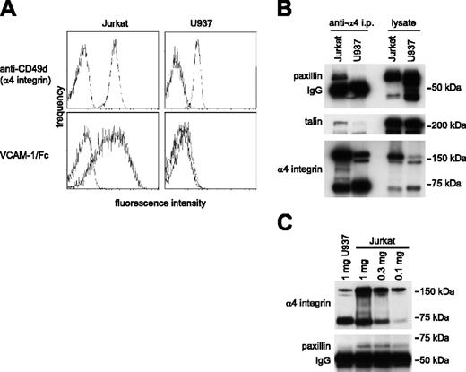 Figure 1. Paxillin coprecipitation with α4 integrins correlates with the expression of high-affinity α4 integrins. (A) Flow cytometry profiles reveal slightly higher cell surface expression of α4 integrins on unstimulated Jurkat compared with U937 cells (top row), whereas VCAM-1/Fc binding to Jurkat cells is much higher (bottom row). (B) Western blotting for paxillin (top panel), talin (middle panel), and α4 integrins (bottom panel) of Jurkat and U937 cell lysates (1 mg) immunoprecipitated with HP2/1 antibody to α4 integrins (left blots) demonstrates coprecipitation of paxillin and talin with Jurkat, but not U937 α4 integrins. Western blotting of total cell lysates (20 μg/lane, right blots) illustrates abundant expression of all 3 proteins in both cell types. Representative data from 1 of 5 experiments are shown. (C) Coprecipitation of paxillin with α4 integrins was detected in 1, 0.3, and 0.1 mg Jurkat cell lysate, but not in the U937 cell lysate, even though the quantity of α4 integrins precipitated from U937 cells was comparable, or even exceeded that in the 0.3- and 0.1-mg Jurkat cell lysates. Representative data from 1 of 4 blots are shown.