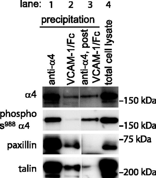 Figure 2. High-affinity but not low-affinity α4 integrins in Jurkat cells are dephosphorylated on Ser988 and are associated with paxillin. A representative experiment (1 of 4) of sequentially probed Western blots is shown. In lane 1, both high- and low-affinity α4 integrins in 1 mg Jurkat cell lysate were precipitated by HP2/1 antibody. Phosphorylation of Ser988 and association of paxillin and talin with α4 is seen. Selective precipitation of high-affinity α4 integrins with VCAM-1/Fc in lane 2 (4 mg lysate) reveals that these integrins are not phosphorylated but are associated with paxillin and talin. In contrast, in lane 3 low-affinity integrins precipitated by HP2/1 from 1 mg lysate depleted of high-affinity integrins were phosphorylated on Ser988 and were not associated with paxillin. Lane 4 shows 20 μg total Jurkat cell lysate.